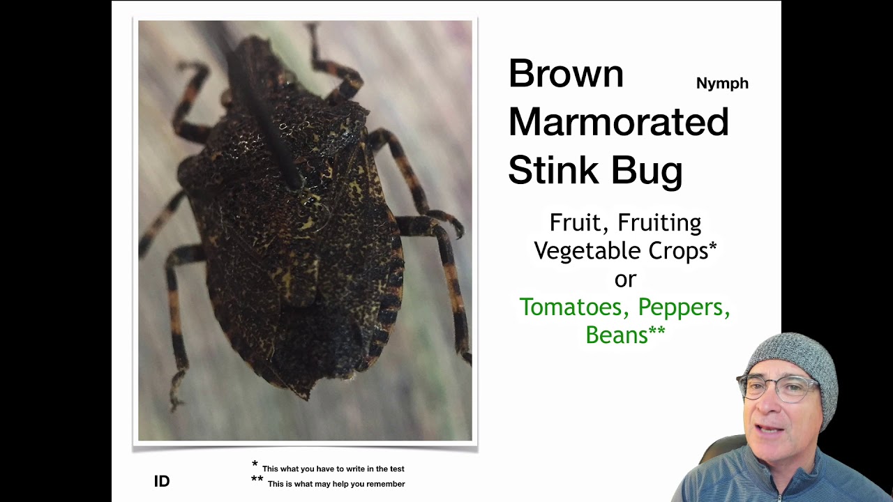 True Bugs Hemiptera ID