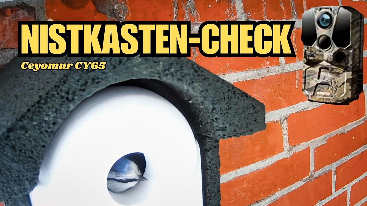 Winter-Update am Nistkasten: Ceyomur CY65 (alte Version) im Einsatz