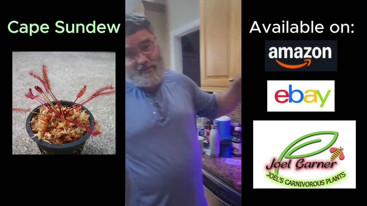 How to Maintain Cape Sundew Plants