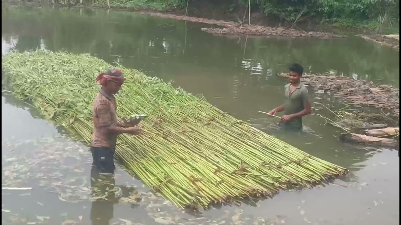 Modern package of practice of jute cultivation
