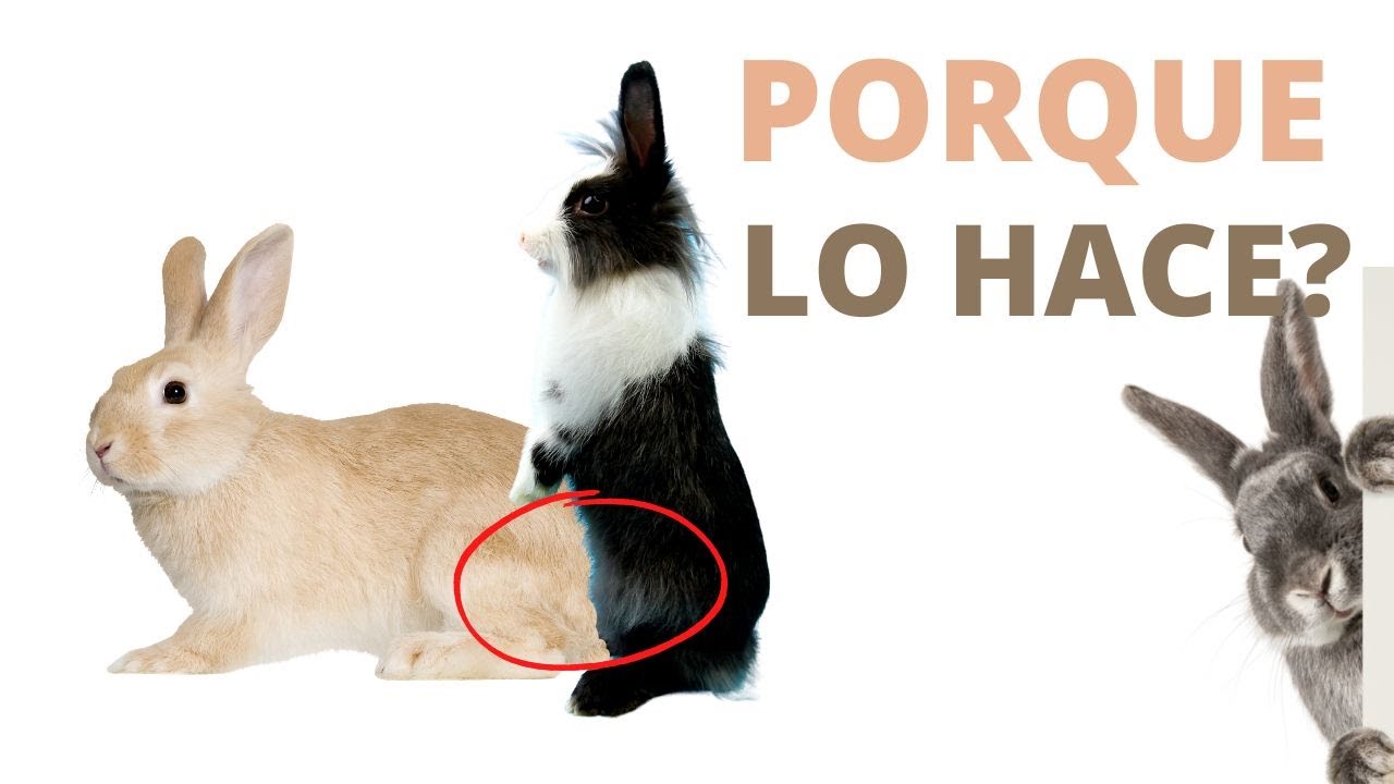 Porque mis CONEJOS Se Montan Entre Ellos Aun Siendo Del Mismo Sexo?