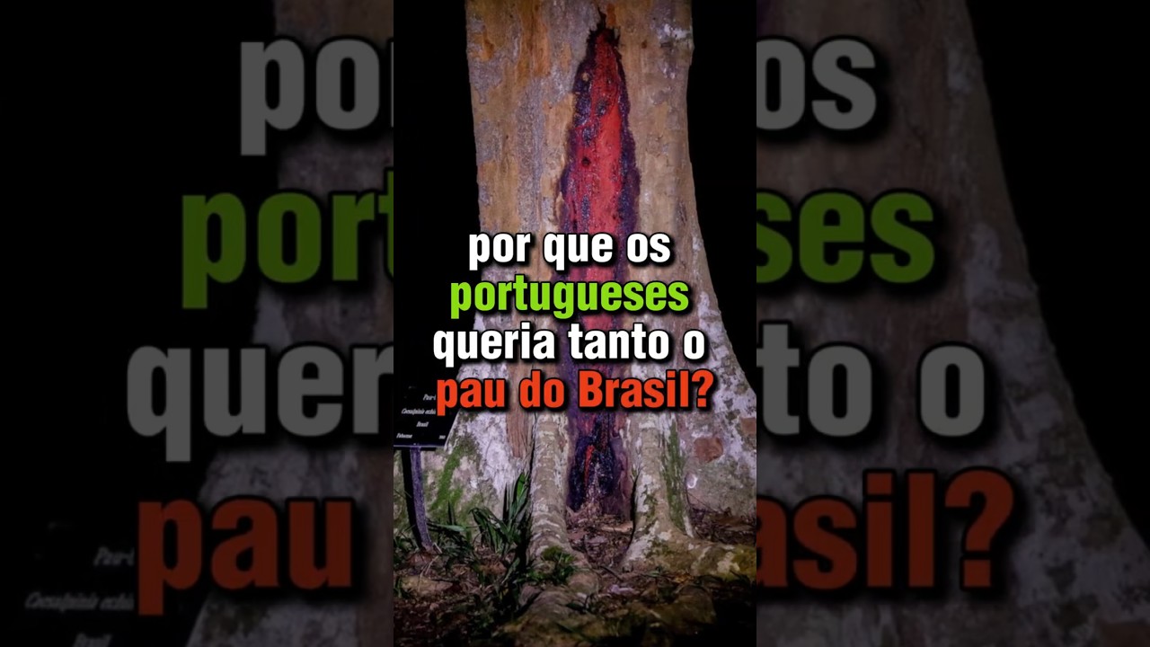 Por que os portugueses queriam tanto o pau Brasil? #curiosidades #historia #paubrasil