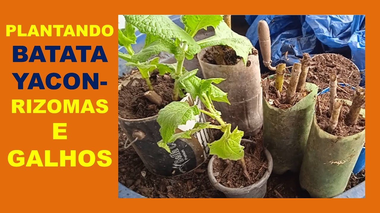 PLANTANDO RIZOMAS DE YACON