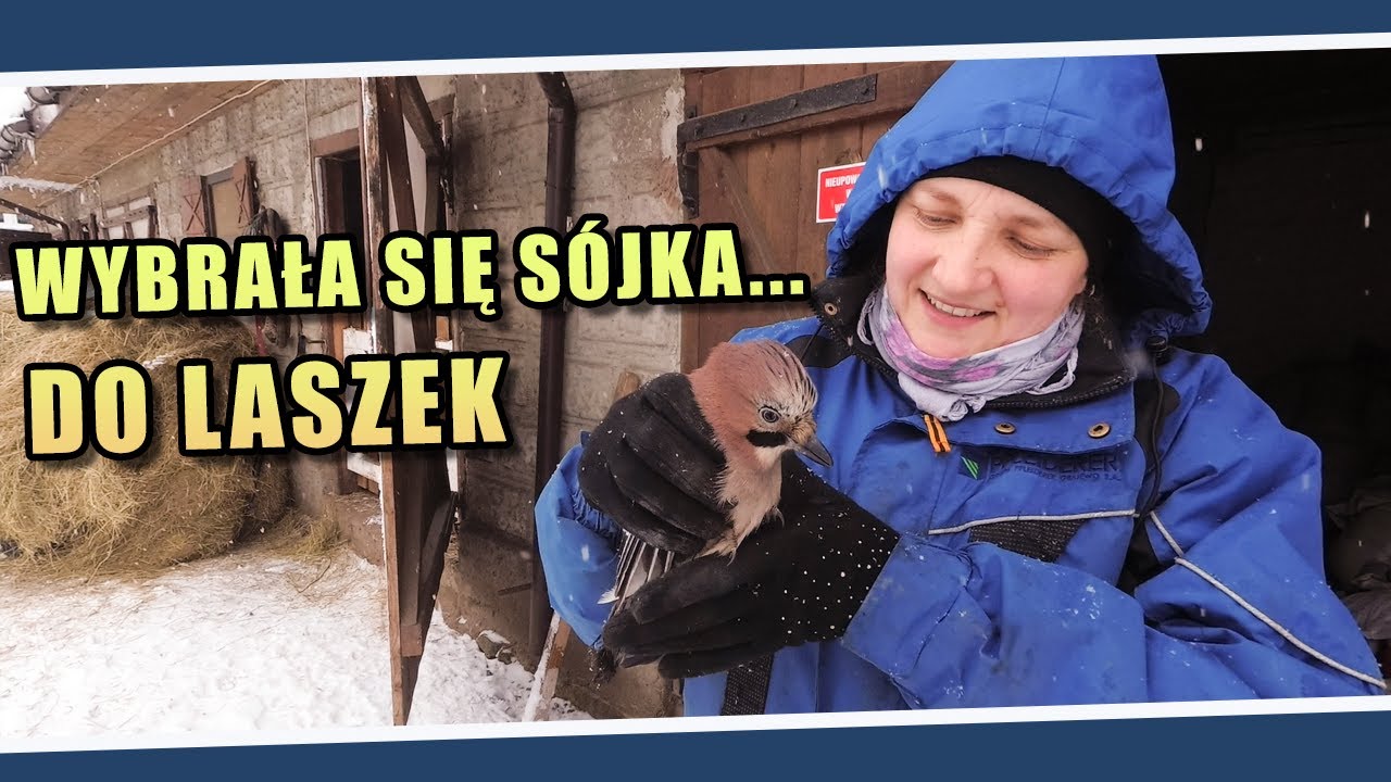 Wybrała się s&oacute;jka... do Laszek