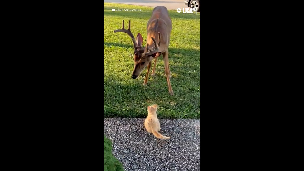 Tiny kitten befriends deer