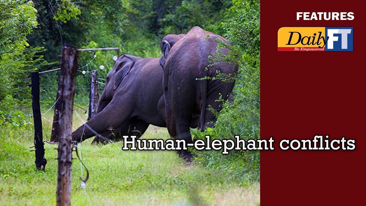 Human-elephant conflicts
