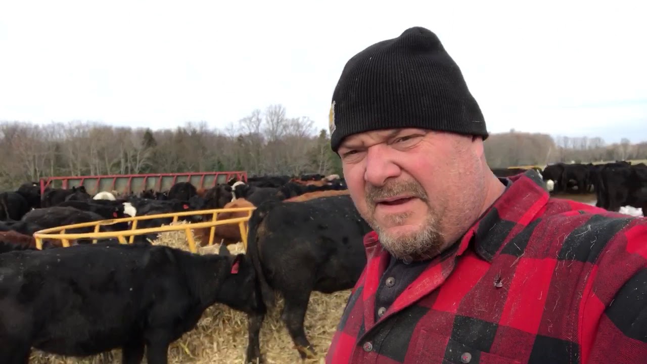 Cattle On Corn Stalks/Fodder!!!!