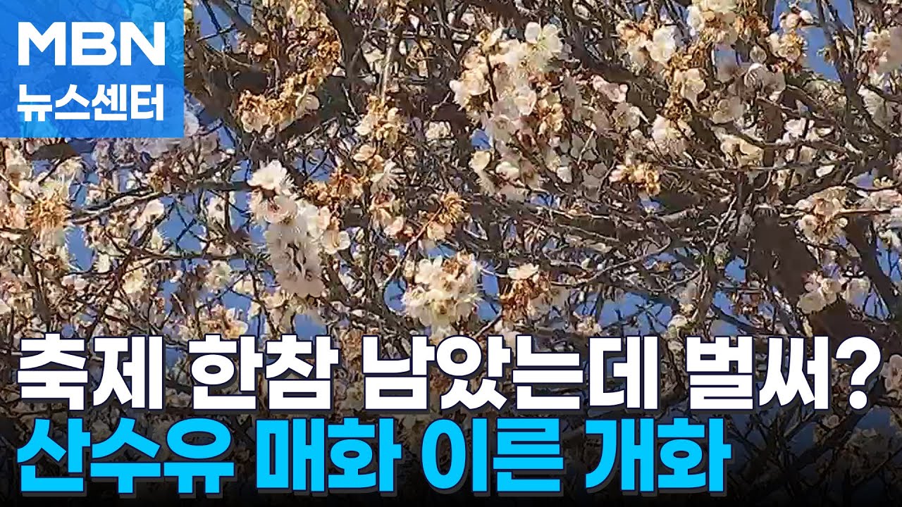 산수유·매화 이른 개화…봄꽃 축제 한참 남았는데 