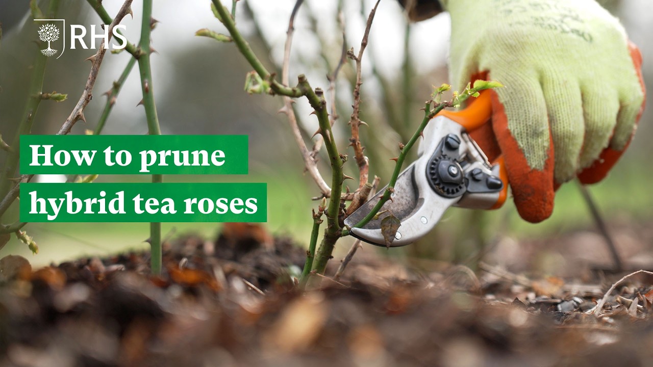 How to prune hybrid tea roses | The RHS