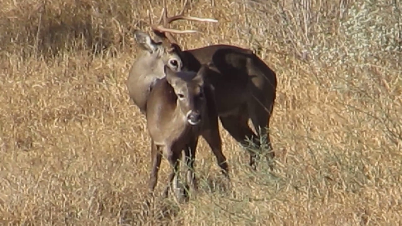 Mating whitetail deer (Apareamiento de venado cola blanca)