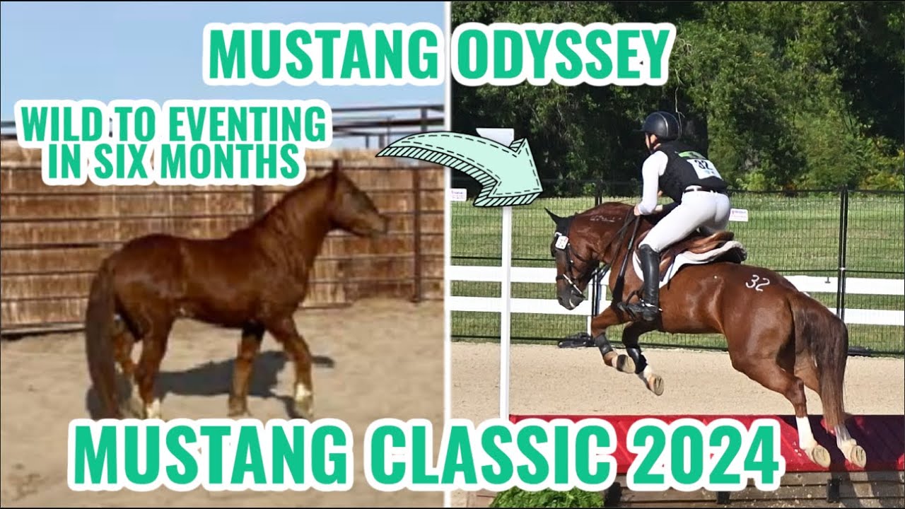 Mustang Odyssey to the Mustang Classic 2024 | Wild Mustang to Eventer