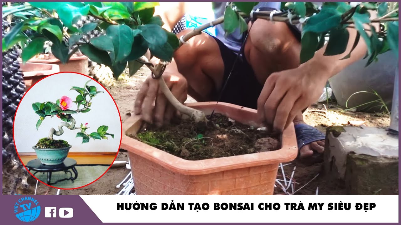 Hướng Dẫn Cách Làm Bon Sai Cho Trà My Thế Lão - Nhà Vườn Phạm Tuyến SĐT : 094 5425082