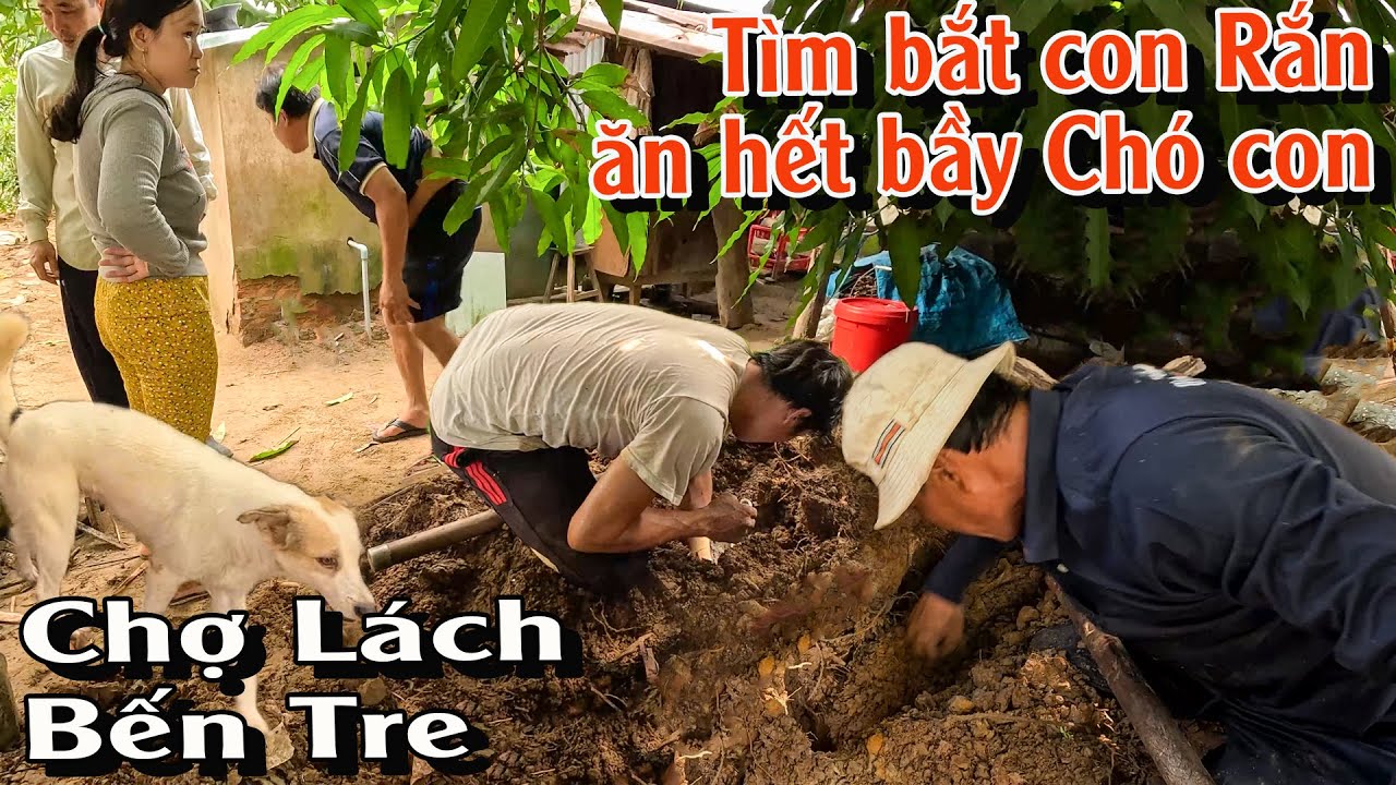 Tìm bắt con Rắn ăn hết cả bầy Chó con | TGSB #982