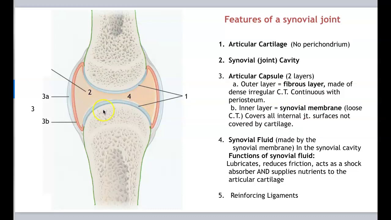 Anatomy-Articulations part 1