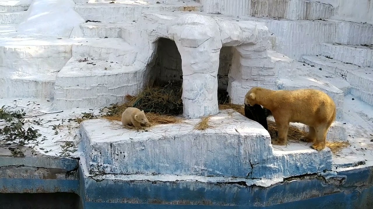 【天王寺動物園】久々のお外で思いっきり遊びたいイッちゃんやけど、赤ちゃんのために我慢やね