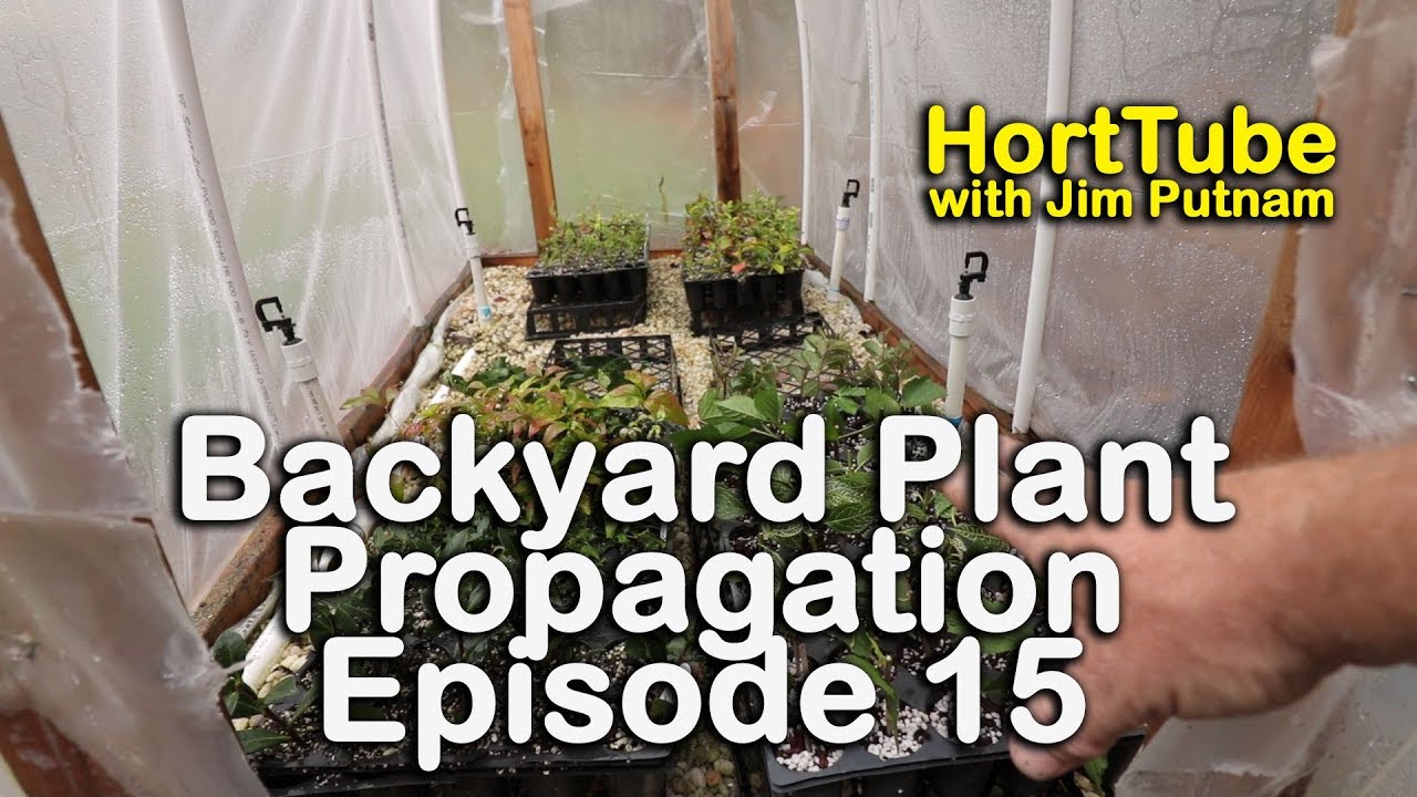 Backyard Plant Propagation Episode 15 - Blackberries, Loropetalum, Forsythia, Rose of Sharon
