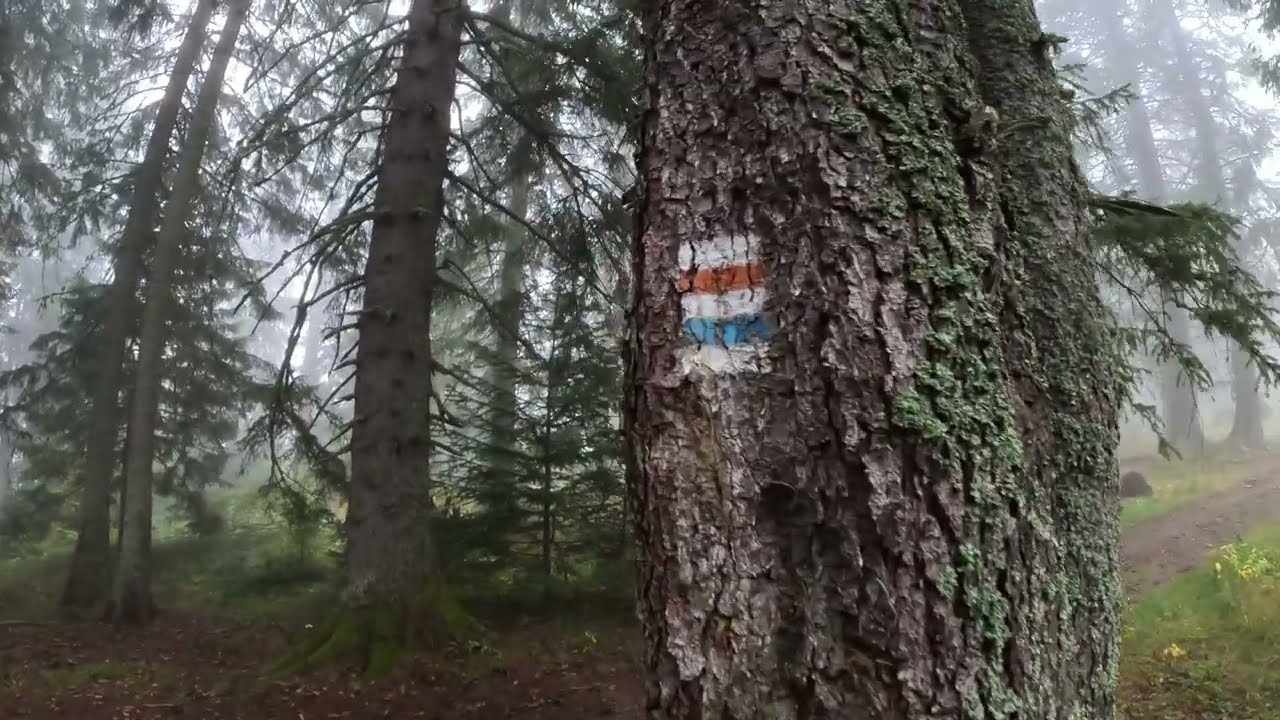 Foggy Rainy Morning - Woodland Walk