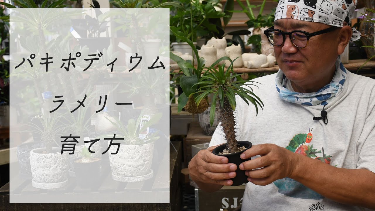 【パキポディウム・ラメリーの育て方】園芸屋たなか