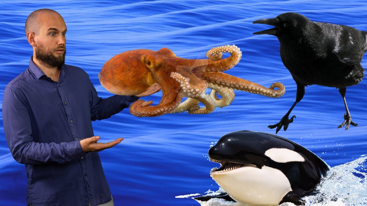 Come si spiega la Grande Intelligenza di alcuni animali?