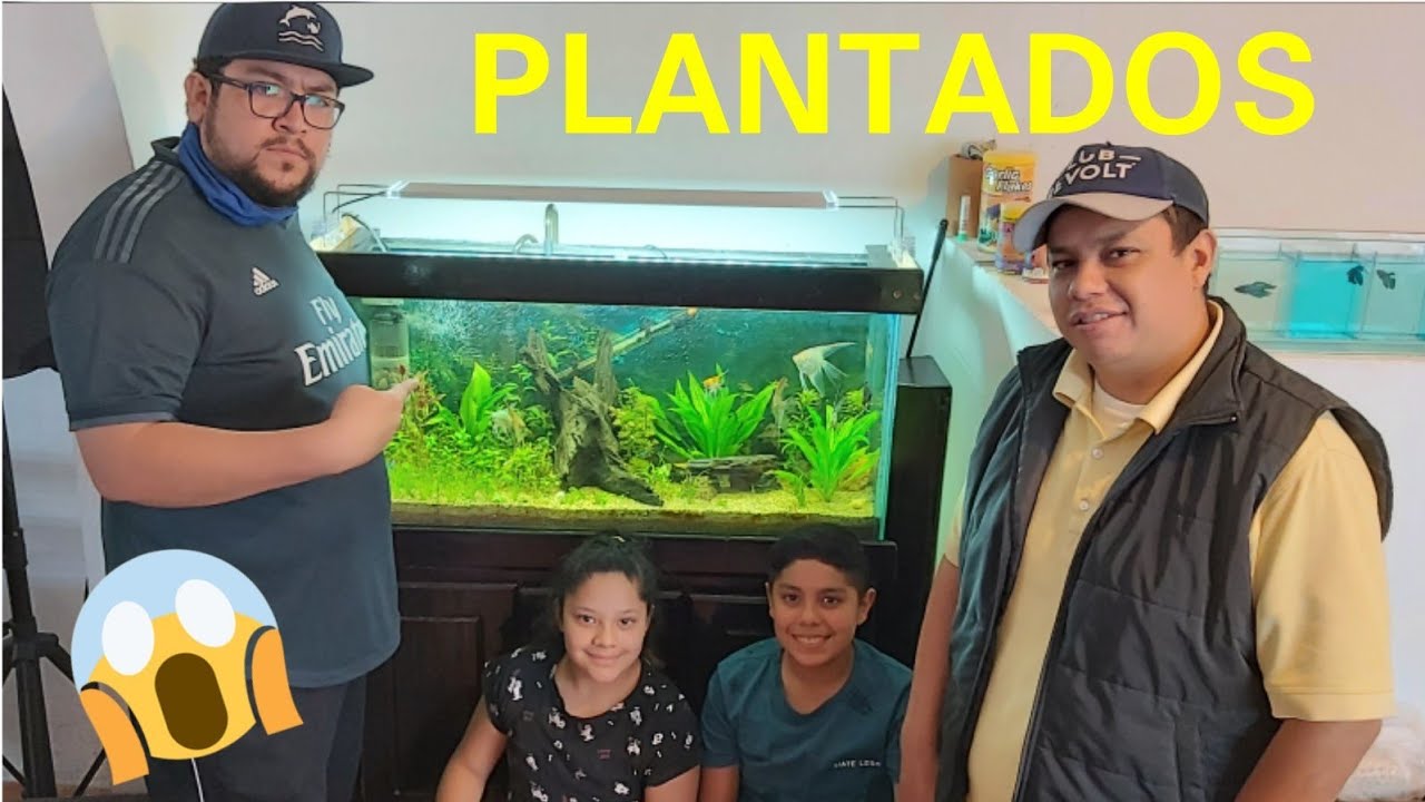 5 HERMOSOS ACUARIOS PLANTADOS EN UNA CASA ft AQUATECNOLOGICOS