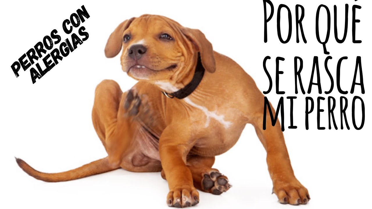 PORQUE SE RASCA MI PERRO, PERROS CON ALERGIA