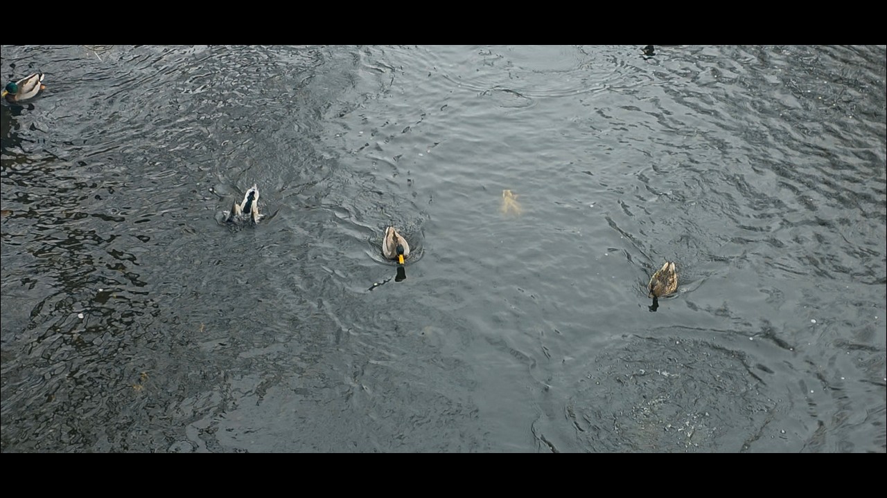 See Mallard Ducks Dive: Incredible River Food Hunt @swageduk986