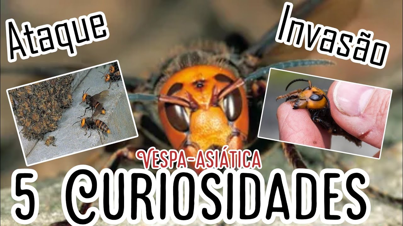 O ataque das vespas asi&aacute;ticas - 5 Curiosidades sobre as vespas asi&aacute;ticas