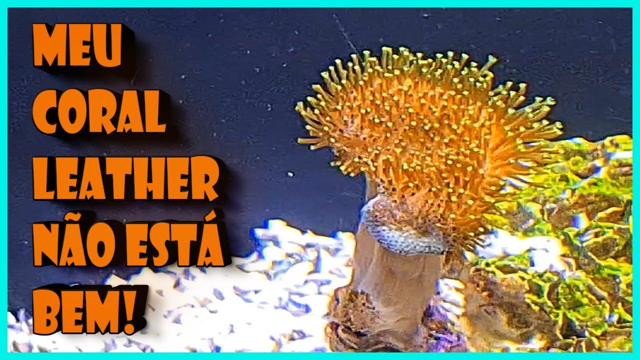 MEU CORAL LEATHER NÃO ESTÁ BEM NO AQUÁRIO MARINHO