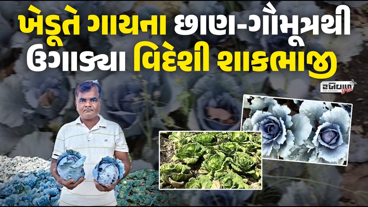 ભાવનગરના ખેડૂતે ગાયના છાણ-ગૌમૂત્રથી ઉગાડ્યા વિદેશી શાકભાજી | Bhavnagar farmer