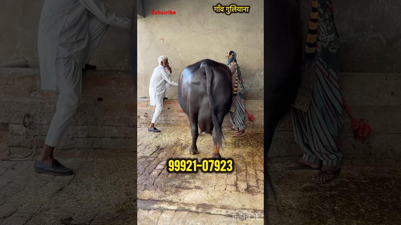 Murrah Buffalo #shortsvideo #farming  #farm