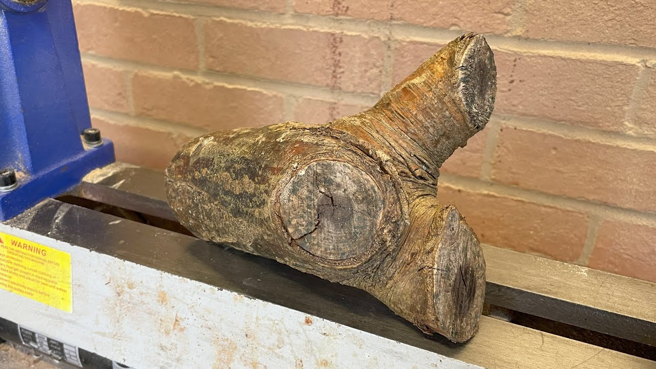 The Chocolate Log - Laburnum Crotch - Wood turning