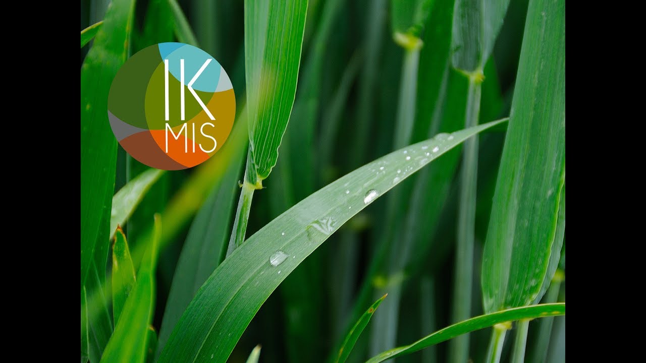 IKMIS. Pasėlių stebėjimas &ndash; situacija Vidurio Lietuvoje