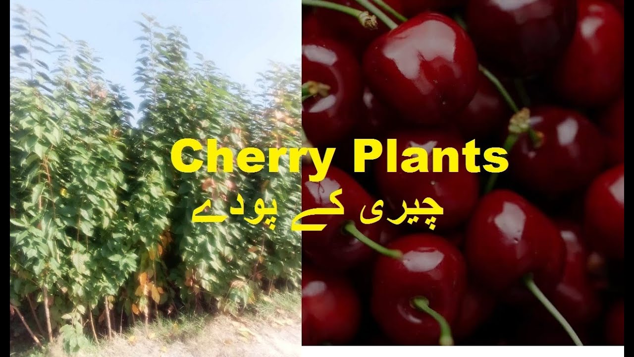 چیری کے پودے 🍒🍒🌱🌱🌳🌳Cherry Plants