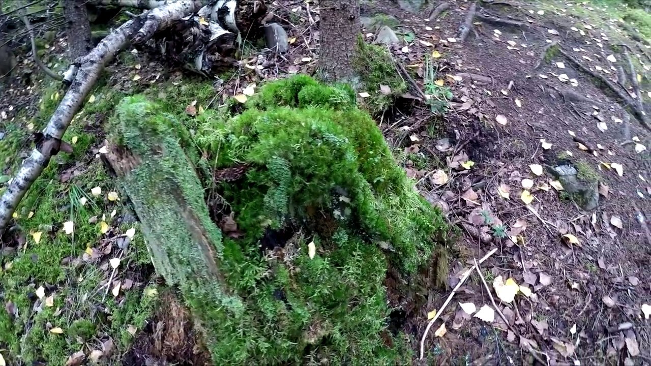 📶Lapin er&auml;maa-Villi luonto suomessa-Lappland-Wildnis in Finnland-Er&auml;retki