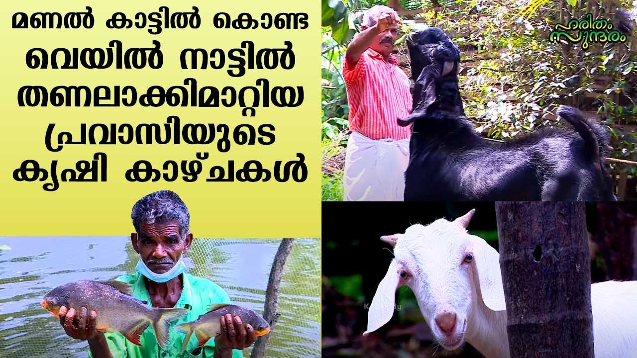 Agricultural scenes from the expatriate who shaded the sand forest in the blazing sunlight | EPI 328