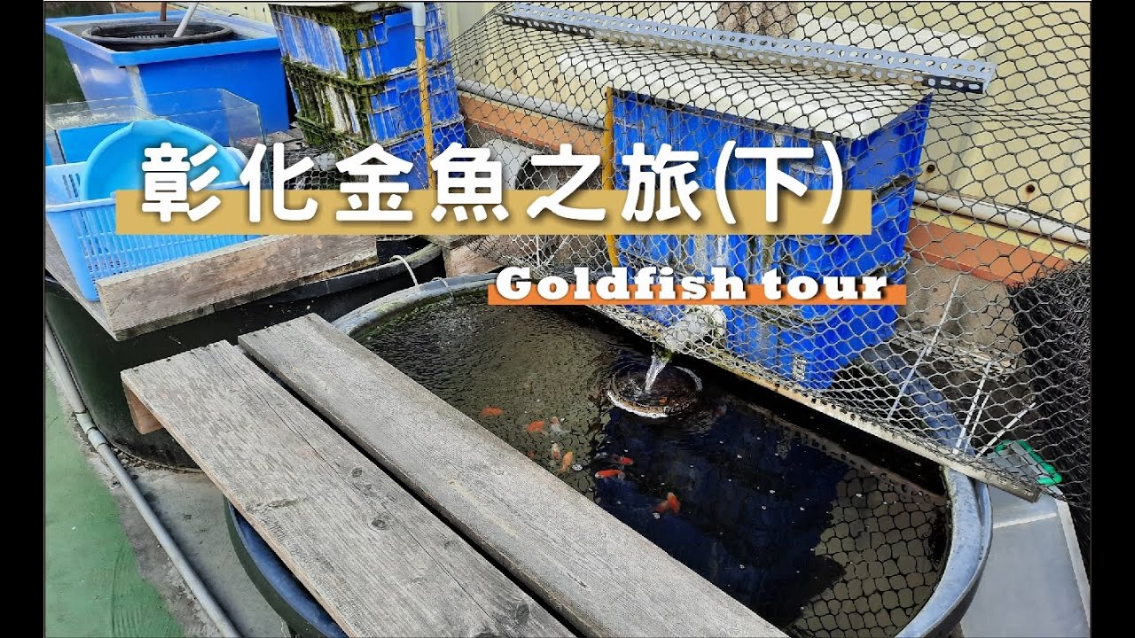 彰化金魚之旅(二)  Goldfish tour in Changhua City !! (II) Taiwan