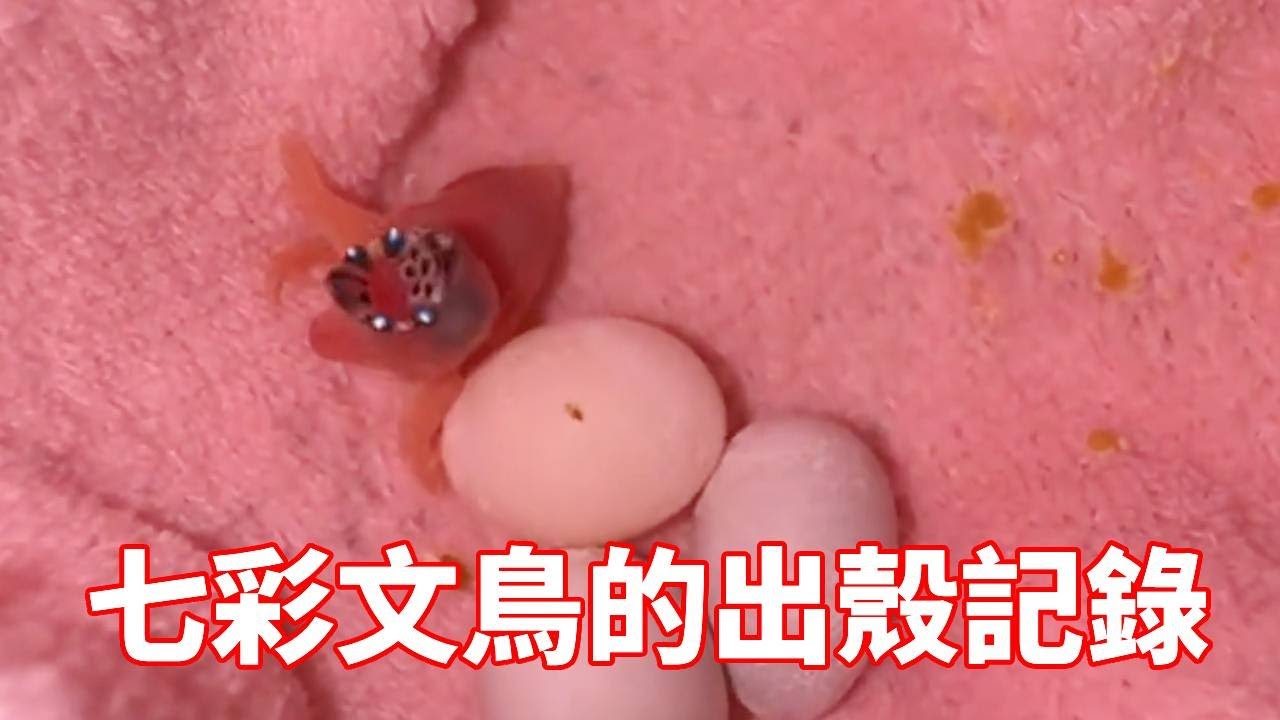 ✨ 蛋殼裂縫裡的生命訊號 | 🕒 多小時孵化倒數觀察 | 🔍 絨毛初現的奇妙瞬間【蒙面鸟哥】