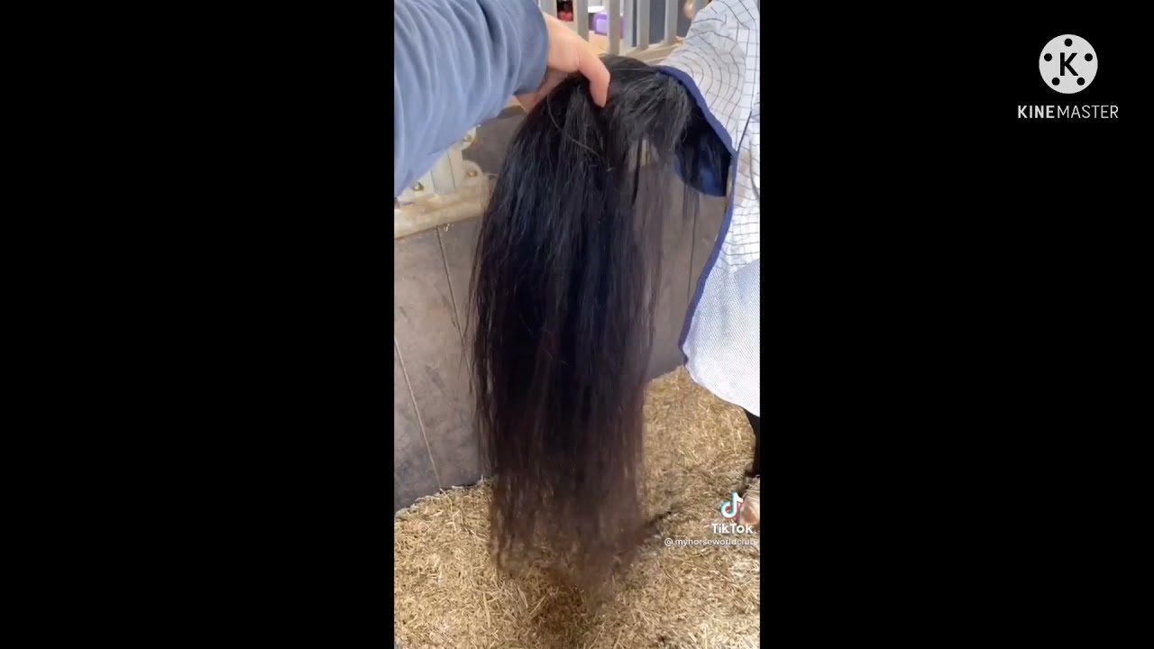 Equestrian Tik Tok’s #1