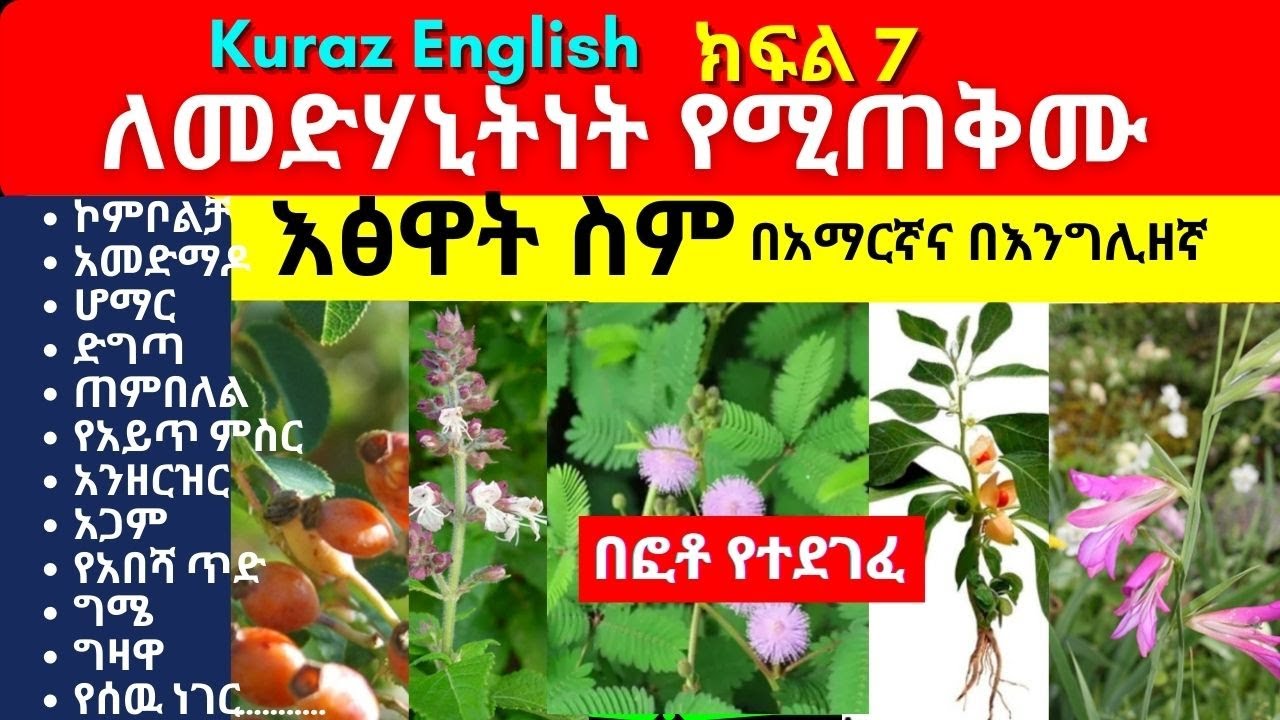 ለመድሃኒትነት የሚጠቅሙ እፅዋት ስም - የባህልመድሃኒት - Names of Ethiopian medicinal plants and herbs - Part 7