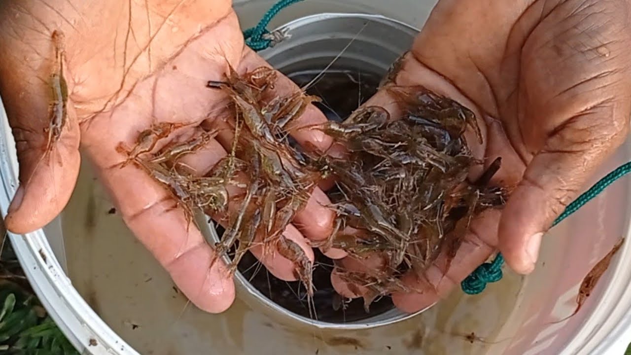CAMARÃO VIVO É OUTRA COISA É SÓ JOGAR E PEGAR PESCARIA EM GUARAPARI ES PESCARIA.