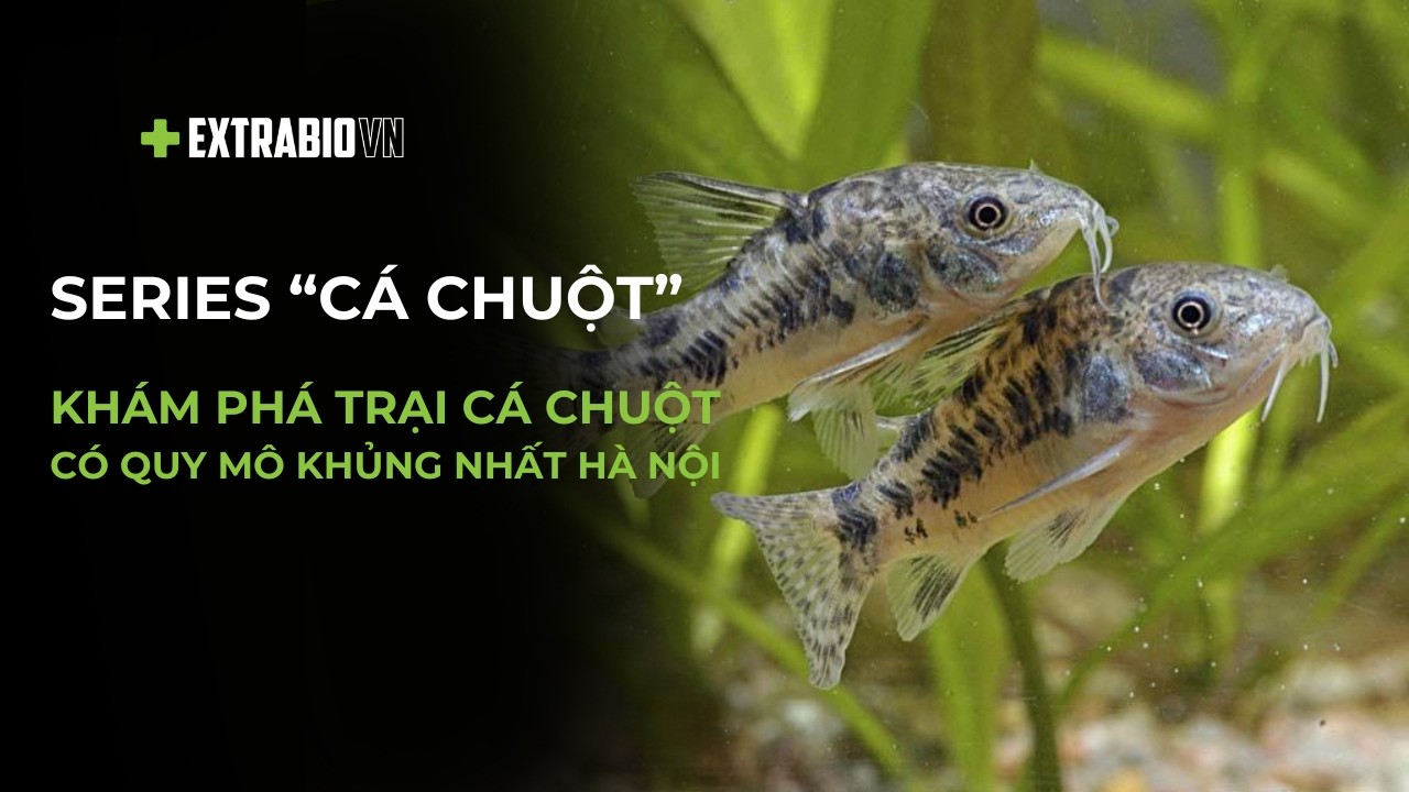 CÁ CHUYỆN | SERIES CÁ CHUỘT | KHÁM PHÁ TRẠI CÁ CHUỘT CÓ QUY MÔ KHỦNG NHẤT HÀ NỘI
