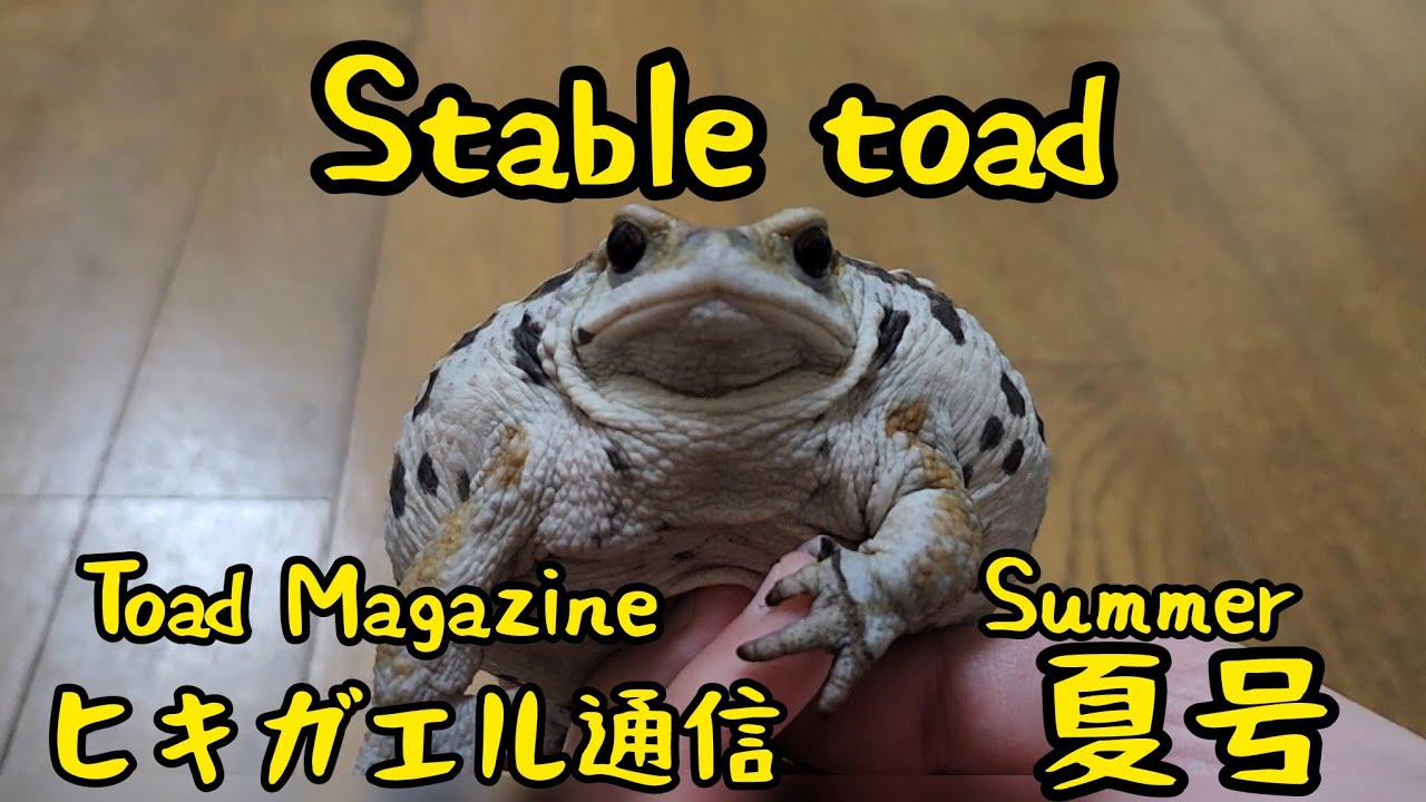 ヒキガエル通信（夏）Toads Magazine [summer]