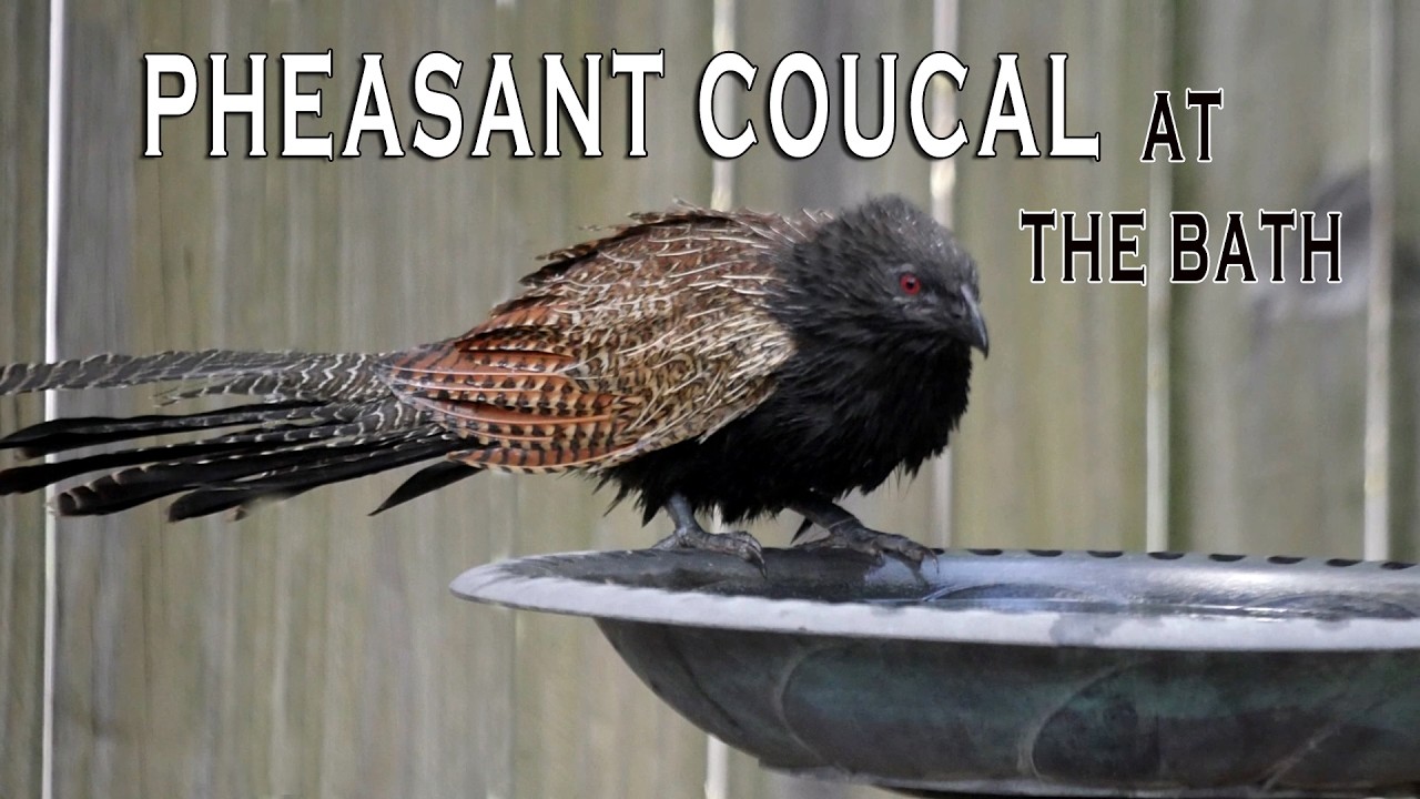 Pheasant Coucal at the bath.