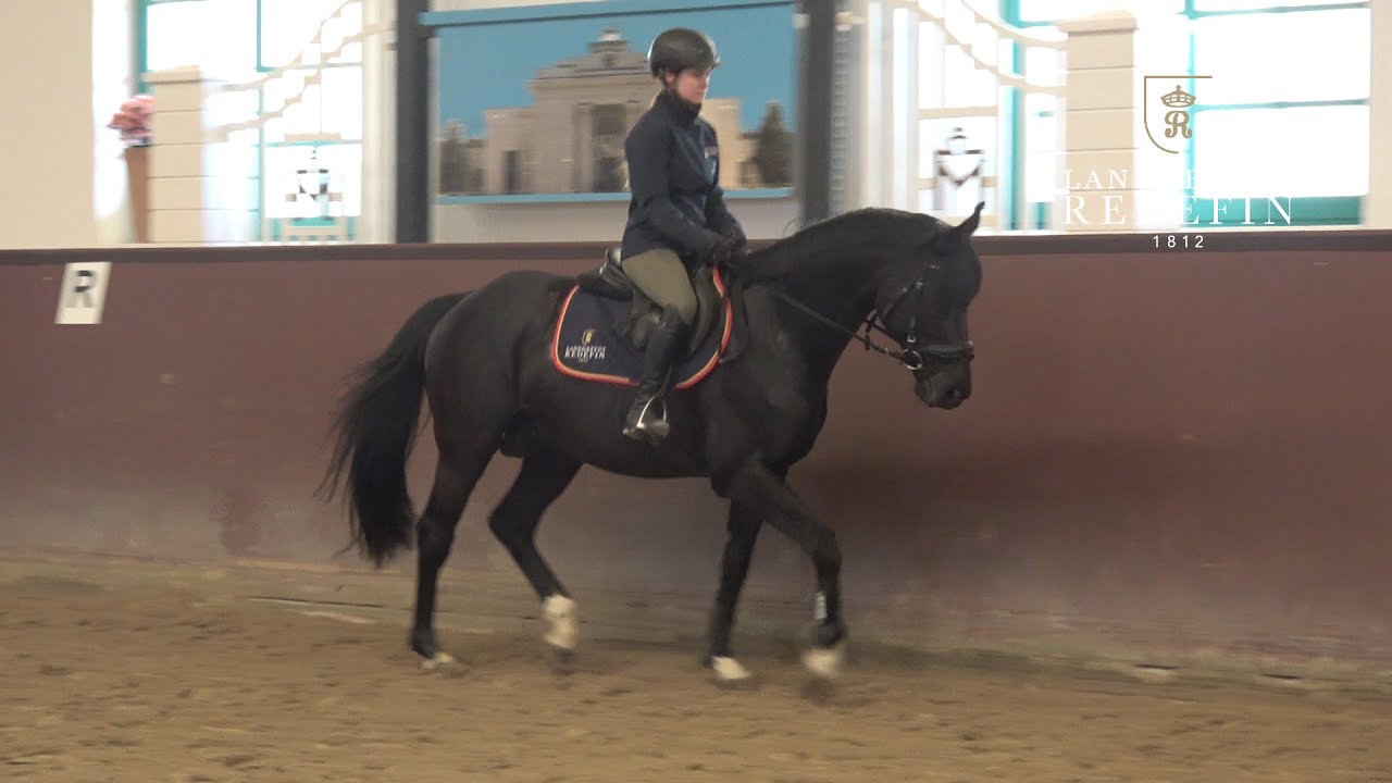 Elegant Maximus xx v. Maxios xx - Galileo xx , Hengst, gekört * 2018