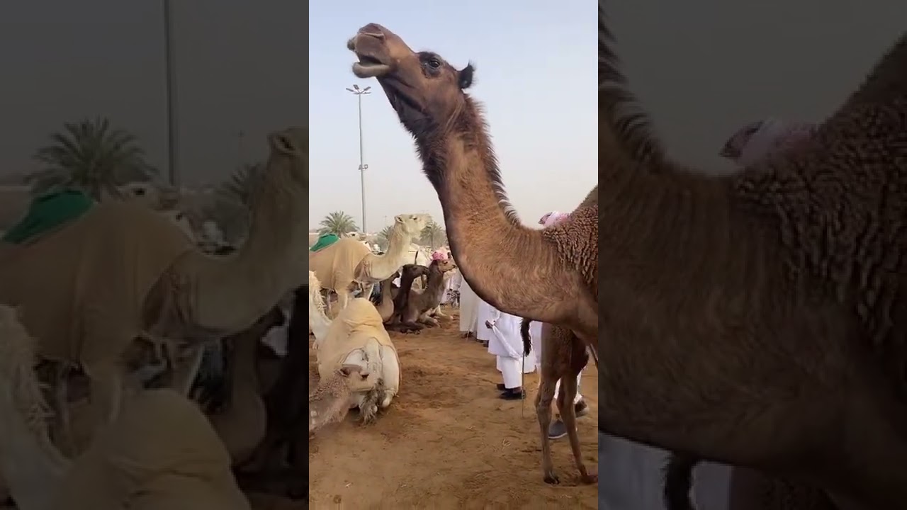 من حراج البل في مدينة الأنعام ببريدة ٢٠/١٠/١٤٤٣