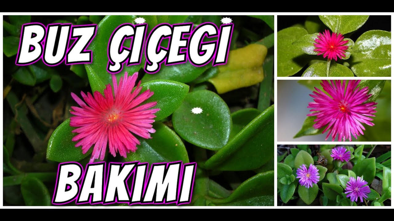 BUZ ÇİÇEĞİ BAKIMI