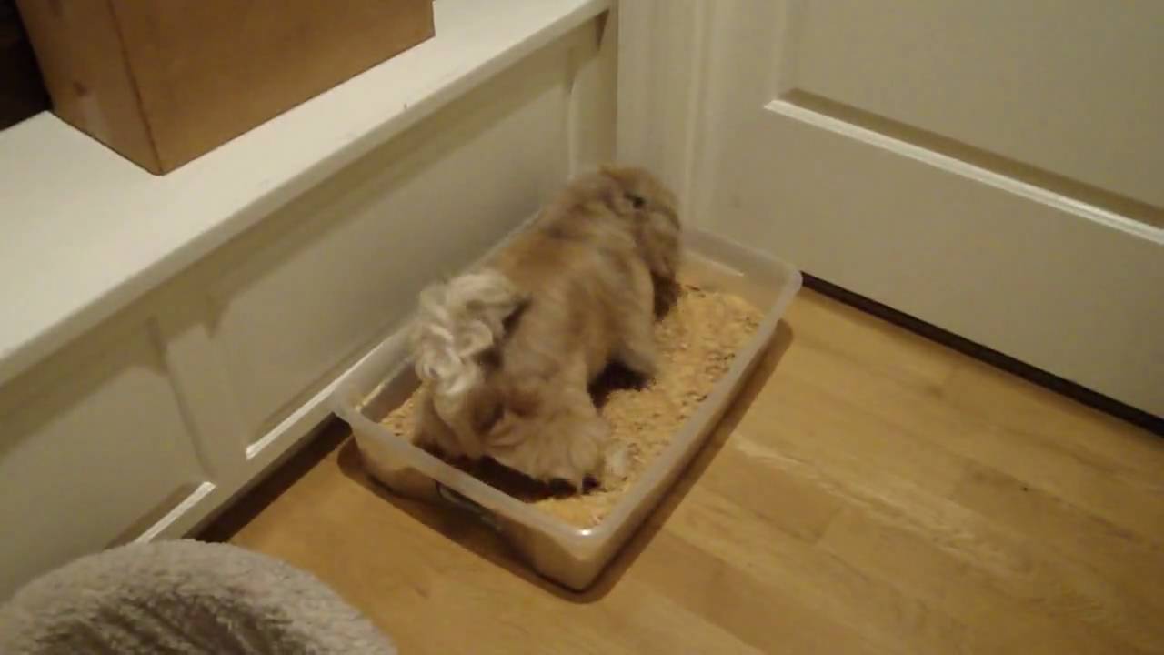 Pekingese dog trained to use a litter box