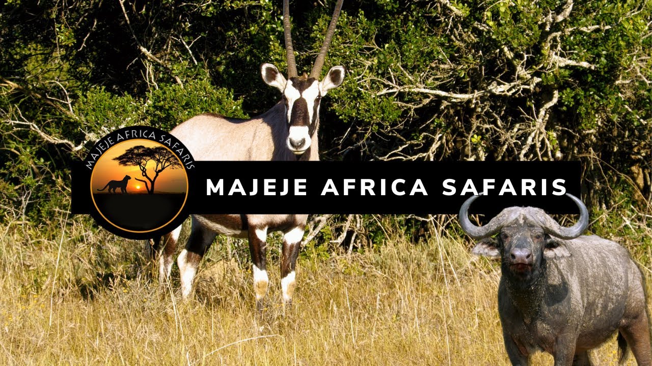 This is Majeje Africa Safaris | Voici Majeje Africa Safaris