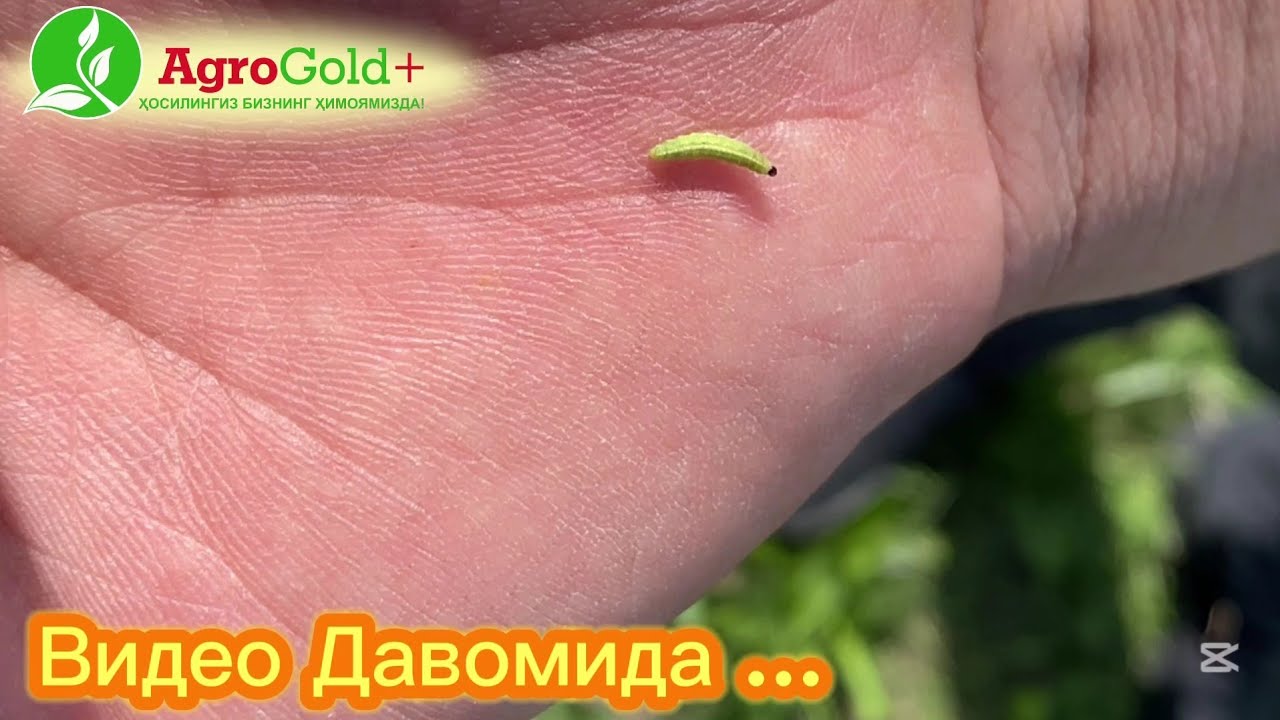 Бедани КУРТЛАРДАН тозалаймиз!! Фитономус ( беда барг филчасига карши кураш).