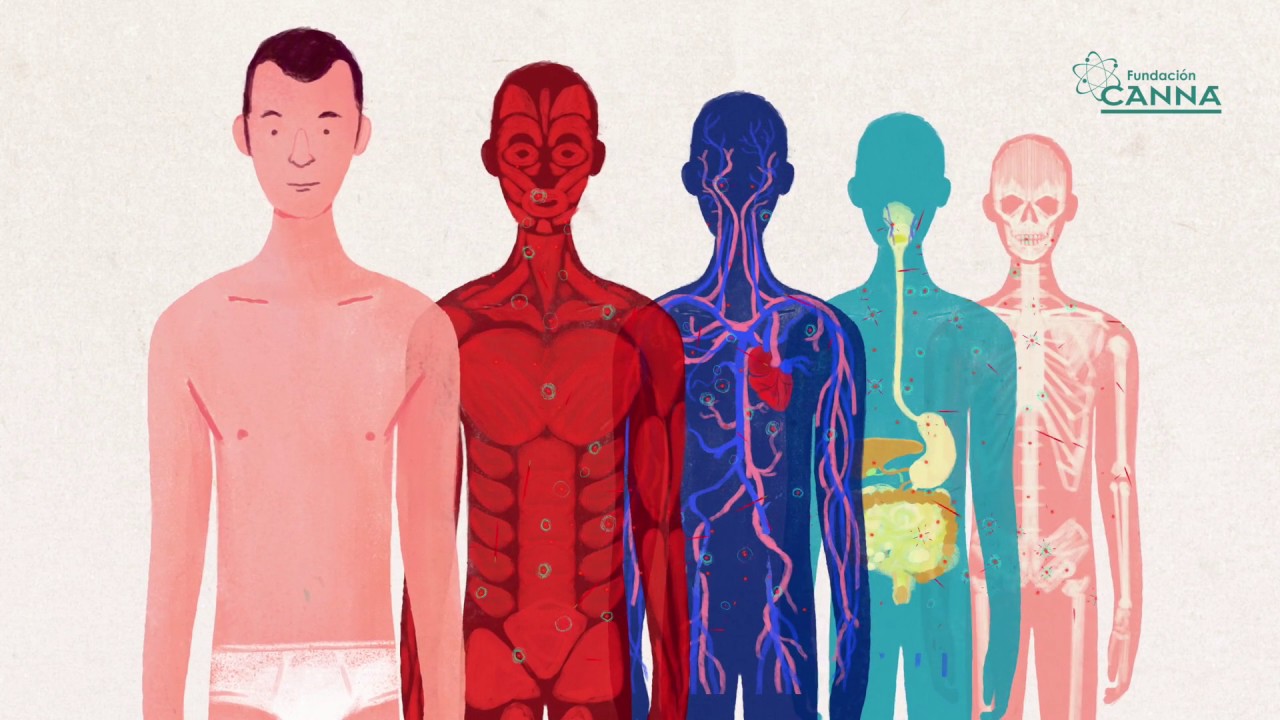 El sistema endocannabinoide -  Espa&ntilde;ol